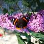 Butterfly_001