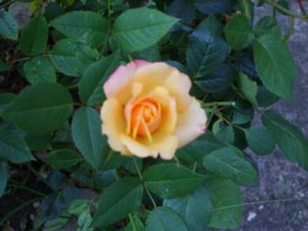 Roses