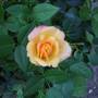 Roses_004