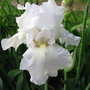 2009-05-26goy_001