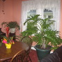 SpringGarden2009_014.jpg