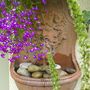 Garden_pics_019
