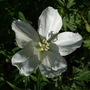 Geranium sanguineum 'Album' (Geranium sanguineum 'Album')