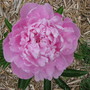 5-26-09_014