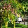 +laburnocytisus_adamii_two_flowers_beechmount