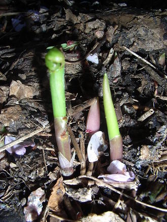 Convallaria_majalis_shoots_-_2.jpg (Convallaria majalis)