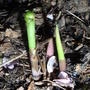 Convallaria_majalis_shoots_-_2