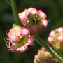 Even closer (Tellima grandiflora (Fringe cups))