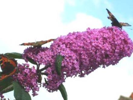 More Butterflies