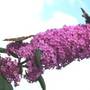Butterflies_006