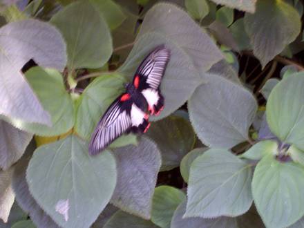 A garden flower photo