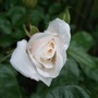 'Iceberg' bud (Rosa floribunda 'Iceberg')