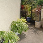 Hostas (Hostas)