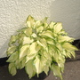 Hosta (Hosta)
