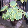 Hosta (Hosta)