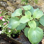 Hosta (Hosta)