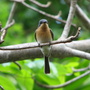 Restless_flycatcher_1_-_juvenile