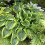 Abiqua_moonbeam_ladyinred_fern_6-15-04_med
