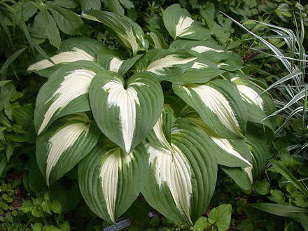 Hosta Night Before Christmas (Hosta Night Before Christmas)