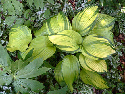 Hosta On Stage (Hosta Montana On Stage)