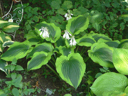 Hosta Satisfaction (Hosta Satisfaction)