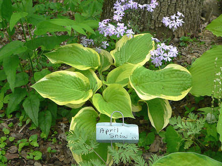 Hosta April Snow (Hosta April Snow)