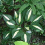 Risky_business_and_torchlight_fern_7-18-06_med