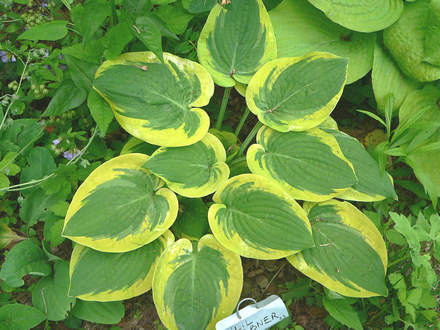 Hosta Li'l Abner, May 8 (Hosta Li'l Abner)