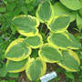 Lil_abner_5-08-06_good_med