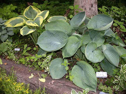 Hosta Abiqua Drinking Gourd with H. Robert Frost (Hosta Abiqua Drinking Gourd)