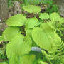 Choo_choo_train_5-08-06_w_ferns_phlox_med