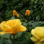 yellow roses