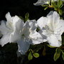 azaleas