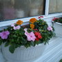 Display for summer on my shed to make it look pretty
