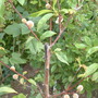 Roses_29.05.09_030.jpg