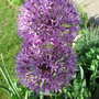 2009-05-28_007goy