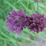 Chive blossoms (Allium schoenoprasum (Chives))