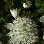 Astrantia 'Snowstar' (Astrantia major (Masterwort))