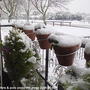 Conifer_on_balcony_covered_in_snow__2009-02-05_002.jpg (Cupressus macrocarpa Goldcrest)