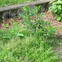 For Weedy ~ My weeds!!!