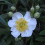 Carpenteria californica - 209 (Carpenteria californica)