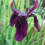 Iris chrysographes - 2009 (Iris chrysographes)