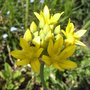 Allium_moly__jeannine_