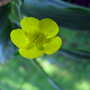 Buttercup (Ranunculus acris (Altindugme))