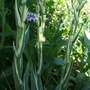 Sisyrinchium striatum 'Aunt May' (Sisyrinchium striatum (Sisyrinchium))