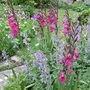 Byzantine_gladioli___nepeta