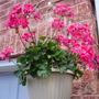 Tex Mex Fire Geranium
