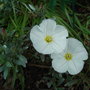 Convolvulus cneorum - 2009 (Convolvulus cneorum)