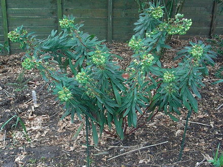 Euphorbia x martinii (Euphorbia x martinii)