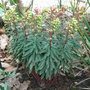 Euphorbia__redwing_